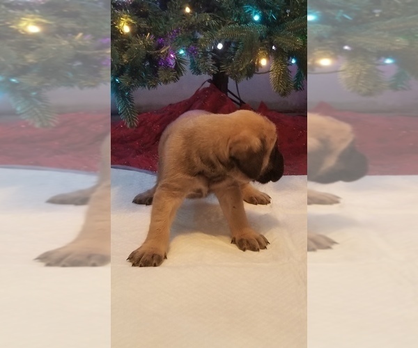 Medium Photo #13 Mastiff Puppy For Sale in FULTON, NY, USA