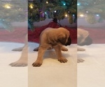 Small Photo #13 Mastiff Puppy For Sale in FULTON, NY, USA