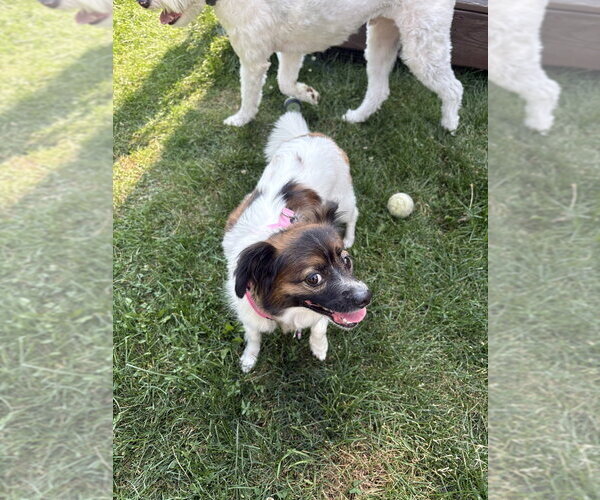 Medium Photo #4 Papillon-Unknown Mix Puppy For Sale in Mundelein, IL, USA