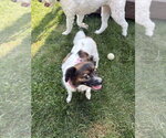 Small #3 Papillon Mix