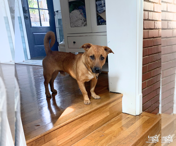 Medium Photo #3 Bassetdor Puppy For Sale in Washington, DC, USA