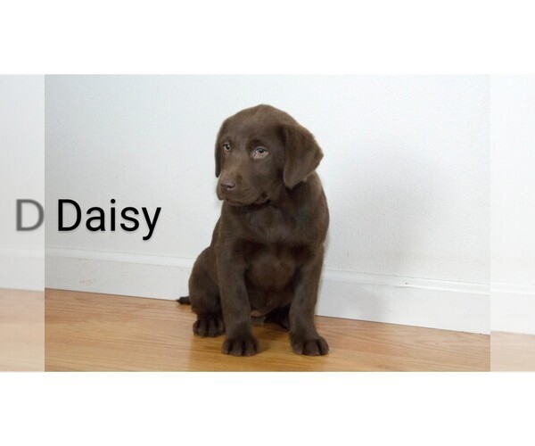 Medium Photo #11 Labrador Retriever Puppy For Sale in CLARE, MI, USA