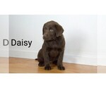 Small Photo #11 Labrador Retriever Puppy For Sale in CLARE, MI, USA