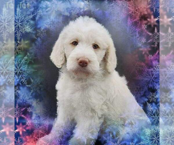 Medium Photo #1 Labradoodle-Poodle (Standard) Mix Puppy For Sale in MILLVILLE, MN, USA