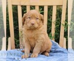 Small Golden Irish