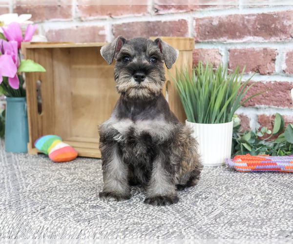 Medium Photo #6 Schnauzer (Miniature) Puppy For Sale in SYRACUSE, IN, USA