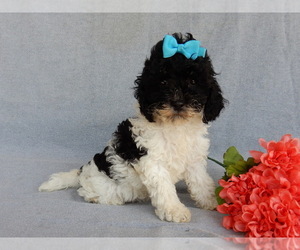 Cockapoo Puppy for sale in MILLERSBURG, OH, USA