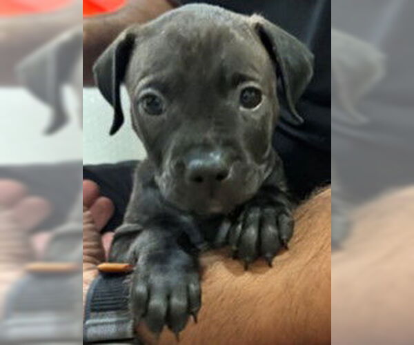 Medium Photo #3 Labrador Retriever-Unknown Mix Puppy For Sale in The Woodlands, TX, USA