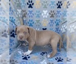 Small #3 American Bully