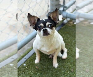 Chihuahua-Unknown Mix Dogs for adoption in Woodbury, NY, USA