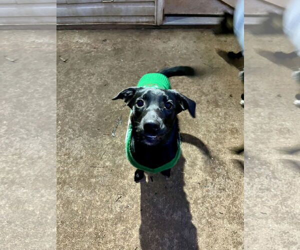 Medium Photo #1 Labrador Retriever-Unknown Mix Puppy For Sale in Ball Ground, GA, USA