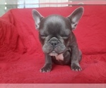 Small Photo #5 French Bulldog Puppy For Sale in LITTLE ELM, TX, USA