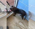 Small #1 Mutt