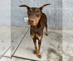 Small Doberman Pinscher Mix