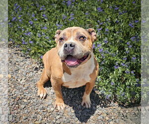 Bulldog Dogs for adoption in Albuquerque, NM, USA