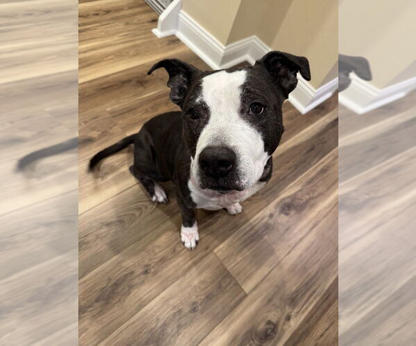 Medium Photo #10 American Pit Bull Terrier-American Staffordshire Terrier Mix Puppy For Sale in Brewster, NY, USA