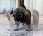 Small Photo #25 Mastiff-Pyrenean Mastiff Mix Puppy For Sale in RHOME, TX, USA