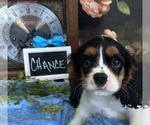 Small #2 Cavalier King Charles Spaniel
