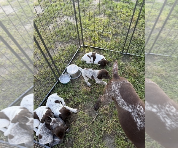 Medium Photo #16 German Shorthaired Pointer Puppy For Sale in CAMDEN, SC, USA