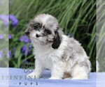 Small #2 Cavapoo