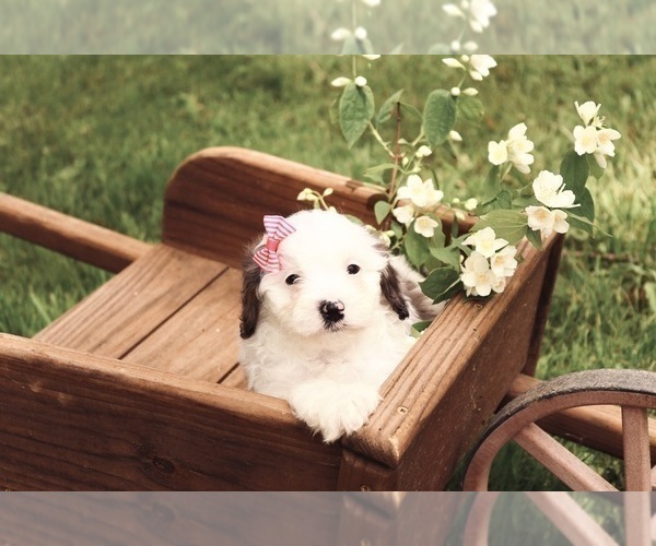 Medium Photo #2 Cavapoo Puppy For Sale in WEST SALEM, OH, USA