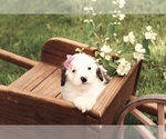 Small #1 Cavapoo