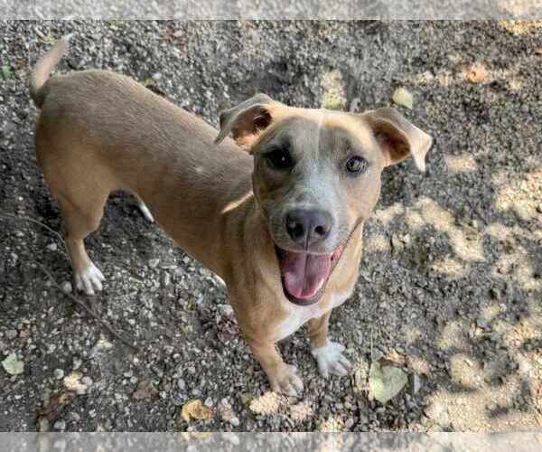 Medium Photo #4 Mutt Puppy For Sale in Anniston, AL, USA