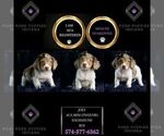 Small #6 Dachshund