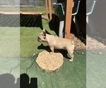 Small French Bulldog