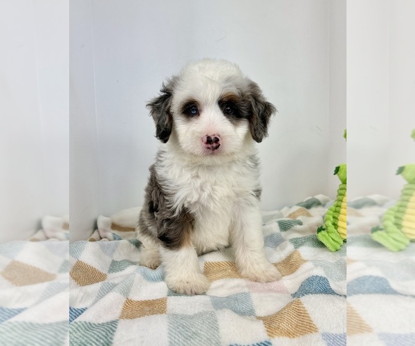 Medium Photo #3 Miniature Bernedoodle Puppy For Sale in FRANKLIN, IN, USA