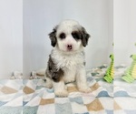 Small #2 Miniature Bernedoodle