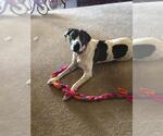Small #1 Great Dane-Pointer Mix