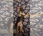 Small #2 German Shepherd Dog Mix