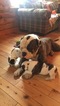 Small Photo #8 American Bulldog Puppy For Sale in NUNDA, NY, USA