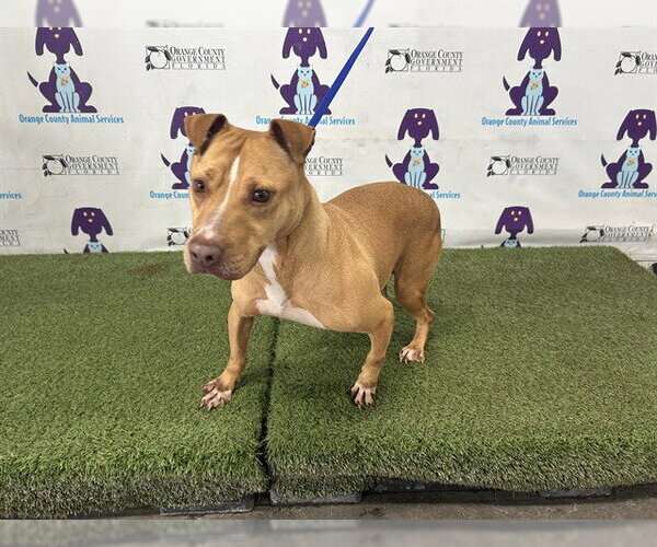 Medium Photo #1 Mutt Puppy For Sale in Orlando, FL, USA