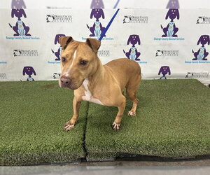 Mutt Dogs for adoption in Orlando, FL, USA