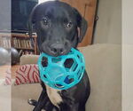 Small #4 Boxer Mix