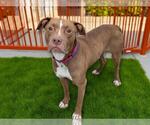 Small #1 American Pit Bull Terrier-Labrador Retriever Mix