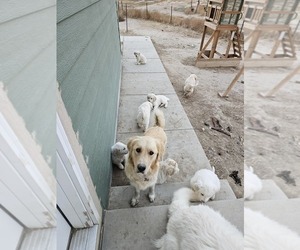 Mother of the Golden Pyrenees puppies born on 09/28/2023