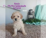Small Photo #5 Goldendoodle (Miniature) Puppy For Sale in TOPEKA, IN, USA