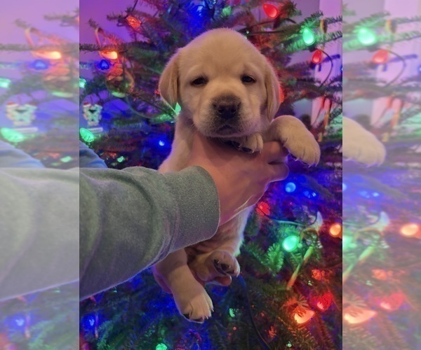 Medium Photo #9 Labrador Retriever Puppy For Sale in FAYETTEVILLE, OH, USA