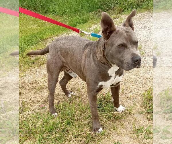 Medium Photo #2 American Pit Bull Terrier-Great Dane Mix Puppy For Sale in Cabool, MO, USA