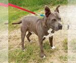 Small #1 American Pit Bull Terrier-Great Dane Mix