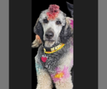 Small #3 Poodle (Standard)