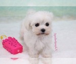 Small Photo #4 Maltese Puppy For Sale in LAS VEGAS, NV, USA