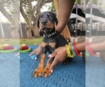 Small #12 Doberman Pinscher