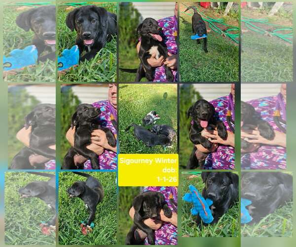 Medium Photo #1 Mutt Puppy For Sale in Wakefield, RI, USA