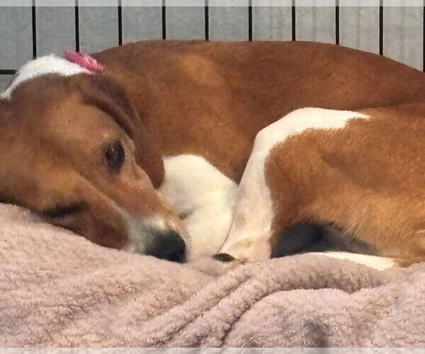 Medium Photo #5 Beagle-Unknown Mix Puppy For Sale in Dunnellon, FL, USA