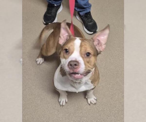Medium Photo #1 American Pit Bull Terrier-Unknown Mix Puppy For Sale in Decatur, IL, USA