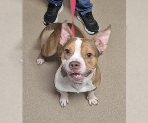 American Pit Bull Terrier-Unknown Mix Dogs for adoption in Decatur, IL, USA